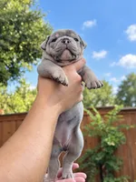 Merly, a female Olde English Bulldogge for sale in Fort Worth, TX – 3 of 3