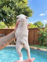Rocky , a male Olde English Bulldogge for sale in Fort Worth, TX – 3 of 3