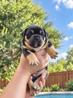 Coco , a female Olde English Bulldogge for sale in Fort Worth, TX – 1 of 3