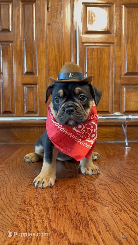 Coco  – Olde English Bulldogge puppy for sale in Fort Worth, TX