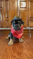 Coco , a female Olde English Bulldogge for sale in Fort Worth, TX – 1 of 10
