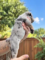 Merly, a female Olde English Bulldogge for sale in Fort Worth, TX – 1 of 3