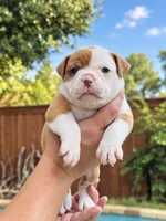 Aurora , a female Olde English Bulldogge for sale in Fort Worth, TX – 2 of 3