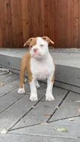 Aurora , a female Olde English Bulldogge for sale in Fort Worth, TX – 5 of 9