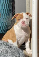 Aurora , a female Olde English Bulldogge for sale in Fort Worth, TX – 4 of 9
