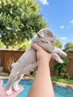 Rocky , a male Olde English Bulldogge for sale in Fort Worth, TX – 2 of 3