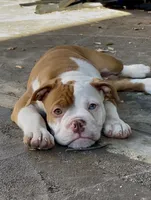 Aurora , a female Olde English Bulldogge for sale in Fort Worth, TX – 3 of 9