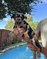 Coco , a female Olde English Bulldogge for sale in Fort Worth, TX – 3 of 10