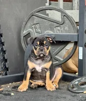 Coco , a female Olde English Bulldogge for sale in Fort Worth, TX – 10 of 10