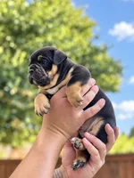 Coco , a female Olde English Bulldogge for sale in Fort Worth, TX – 2 of 3