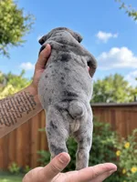 Merly, a female Olde English Bulldogge for sale in Fort Worth, TX – 2 of 3