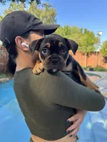 Coco , a female Olde English Bulldogge for sale in Fort Worth, TX – 2 of 10