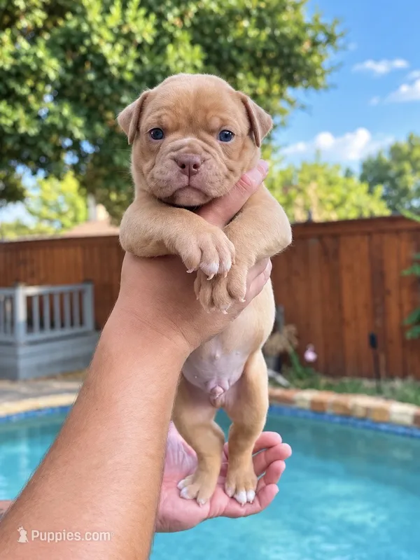 Walrus – Olde English Bulldogge puppy for sale in Fort Worth, TX