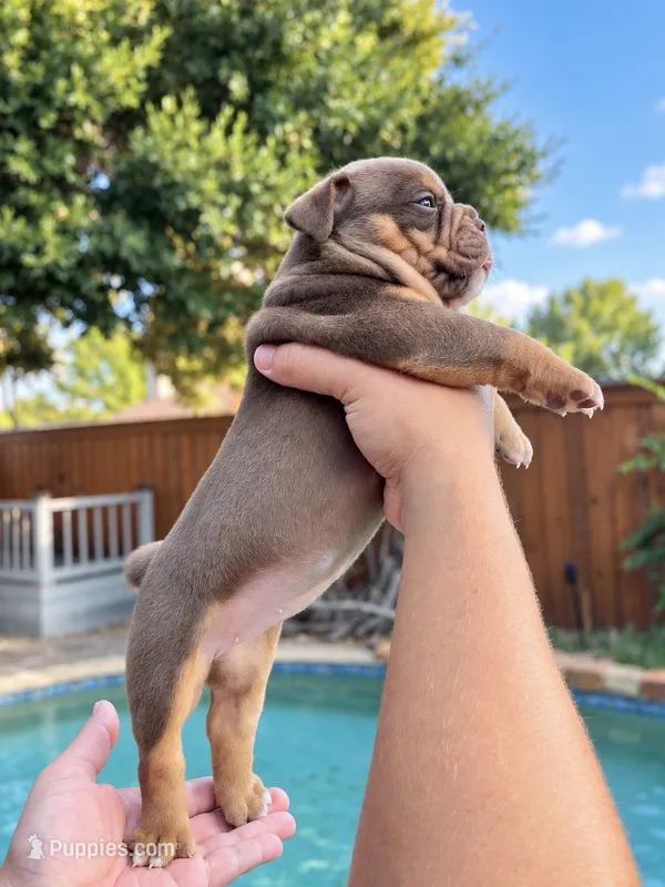 Mocha – Olde English Bulldogge puppy for sale in Fort Worth, TX