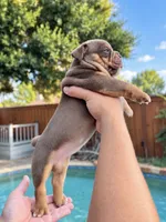 Mocha, a female Olde English Bulldogge for sale in Fort Worth, TX – 1 of 3
