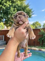 Mocha, a female Olde English Bulldogge for sale in Fort Worth, TX – 2 of 3