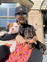 Aurora , a female Olde English Bulldogge for sale in Fort Worth, TX – 8 of 9