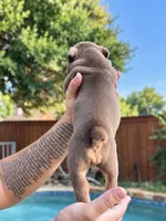 Mocha, a female Olde English Bulldogge for sale in Fort Worth, TX – 3 of 3