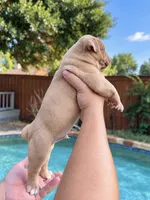 Walrus, a male Olde English Bulldogge for sale in Fort Worth, TX – 2 of 3