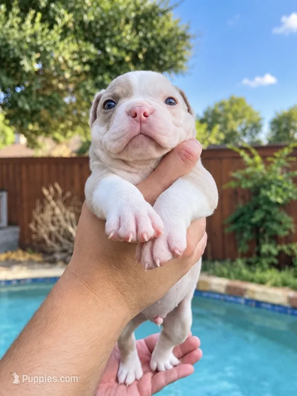 Rocky  – Olde English Bulldogge puppy for sale in Fort Worth, TX