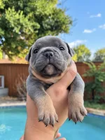 Wrinkles , a female Olde English Bulldogge for sale in Fort Worth, TX – 3 of 3