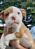 Aurora , a female Olde English Bulldogge for sale in Fort Worth, TX – 7 of 9