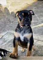 Coco , a female Olde English Bulldogge for sale in Fort Worth, TX – 5 of 10