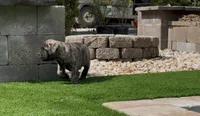Brutus, a male Bullmastiff for sale in Bryant, AL – 4 of 4