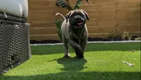 Brutus, a male Bullmastiff for sale in Bryant, AL – 2 of 4