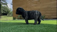 Nikita, a female Bullmastiff for sale in Bryant, AL – 3 of 4