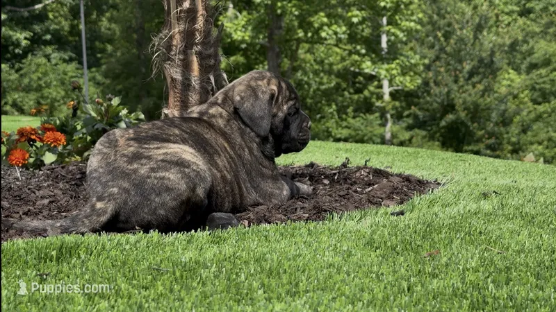 Nikita – Bullmastiff puppy for sale in Bryant, AL