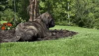 Nikita, a female Bullmastiff for sale in Bryant, AL – 1 of 4