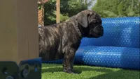 Nikita, a female Bullmastiff for sale in Bryant, AL – 4 of 4