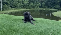 Poppy, a female Bullmastiff for sale in Bryant, AL – 3 of 4