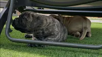 Brutus, a male Bullmastiff for sale in Bryant, AL – 3 of 4