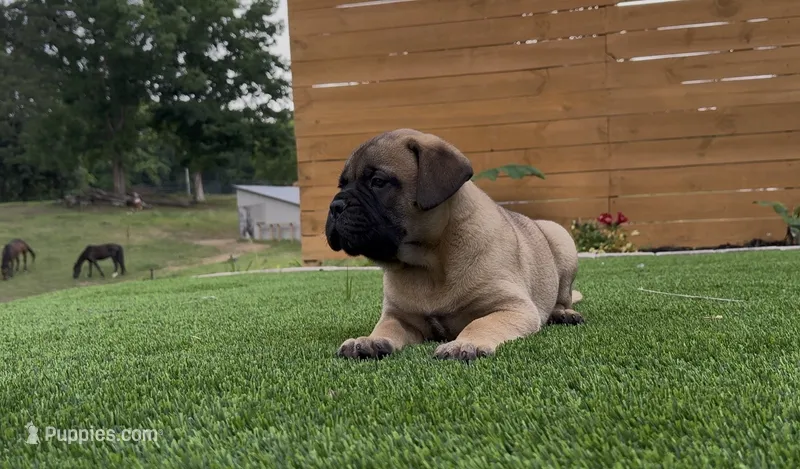Maximus – Bullmastiff puppy for sale in Bryant, AL