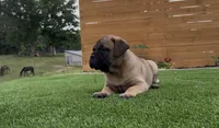 Maximus, a male Bullmastiff for sale in Bryant, AL – 1 of 4