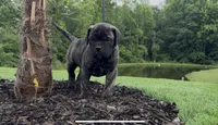 Poppy, a female Bullmastiff for sale in Bryant, AL – 2 of 4