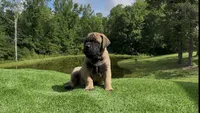 Groot, a male Bullmastiff for sale in Bryant, AL – 3 of 4