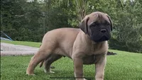 Maximus, a male Bullmastiff for sale in Bryant, AL – 2 of 4