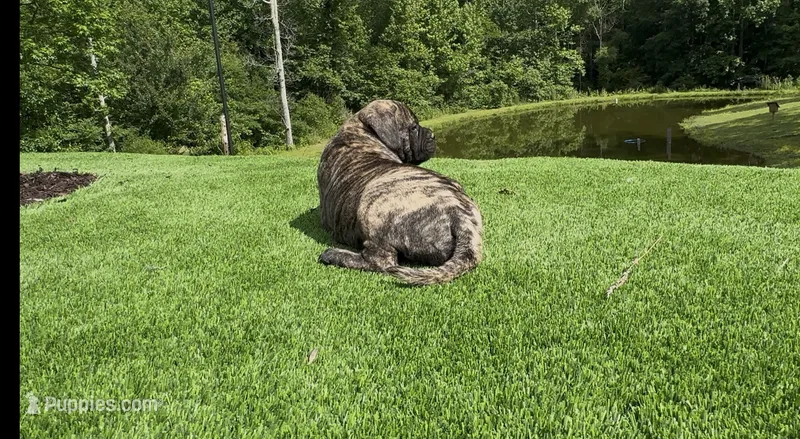Brutus – Bullmastiff puppy for sale in Bryant, AL