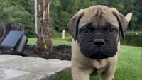 Maximus, a male Bullmastiff for sale in Bryant, AL – 3 of 4