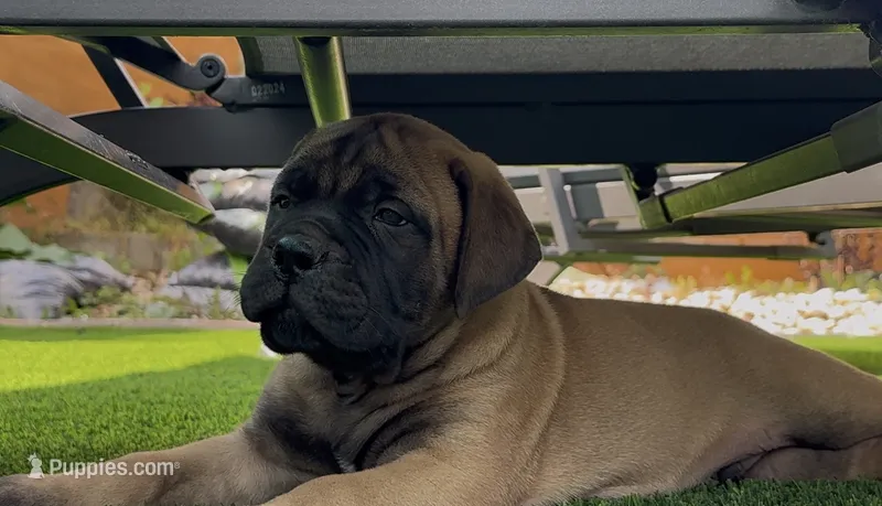 Groot – Bullmastiff puppy for sale in Bryant, AL