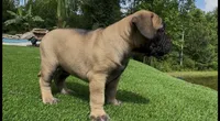 Groot, a male Bullmastiff for sale in Bryant, AL – 4 of 4