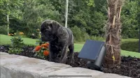 Poppy, a female Bullmastiff for sale in Bryant, AL – 4 of 4