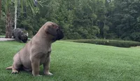 Maximus, a male Bullmastiff for sale in Bryant, AL – 4 of 4