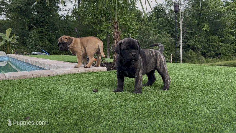 Poppy – Bullmastiff puppy for sale in Bryant, AL