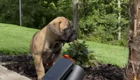 Groot, a male Bullmastiff for sale in Bryant, AL – 2 of 4