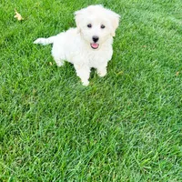 Ollie, a male Coton de Tulear for sale in South Jordan, UT – Photo 6 of 6