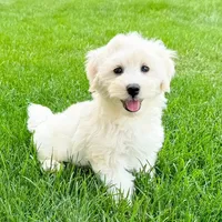 Ollie, a male Coton de Tulear for sale in South Jordan, UT – Photo 1 of 6